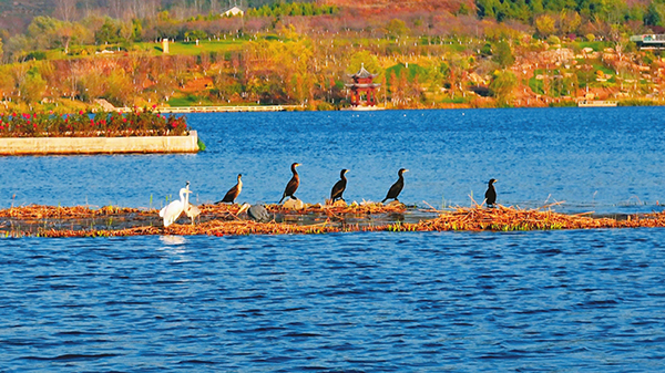 Wetland ecological beauty
