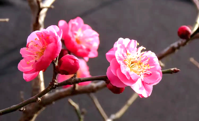 Jincheng: Red Plum Branches Playful, Charming in Spring