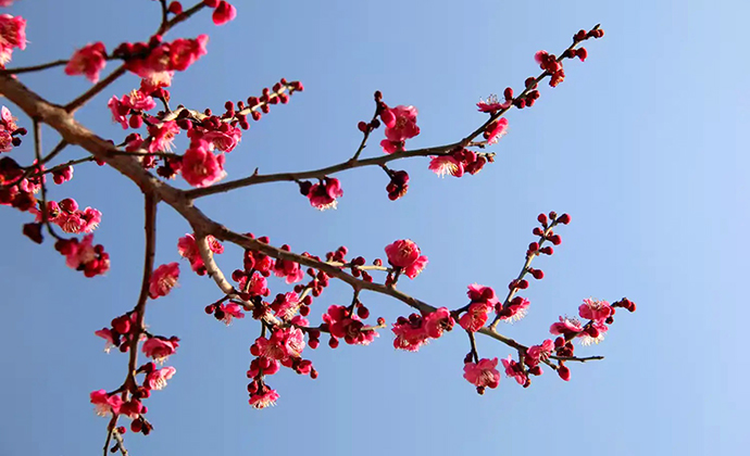 Jincheng: Crimson Plum Blossoms Display Their Elegance