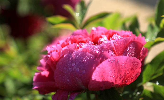 The Fragrance of Flowers Enchants Fengcheng: Peonies Bloom in Splendor After the Rain at Wuwang Mountain